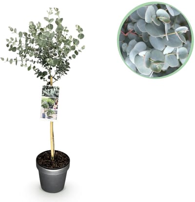 Green boutiQ - Plant op Stam- Eucalyptus gunni Azure - Terras Plant - Bladhoudend - Winterhard- Grijs Blad - Pot 19cm Hoogte 90cm