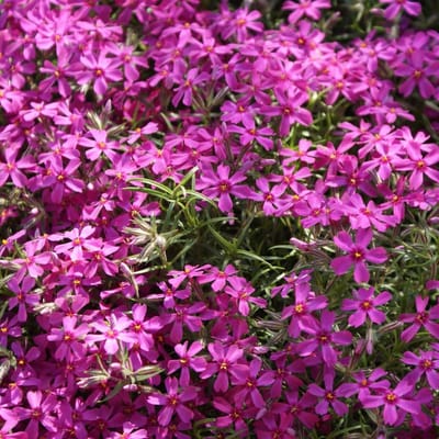 6 x Kruipphlox of Vlambloem Rood - Bodembedekker Wintergroen - Phlox subulata 'Atropurpurea' in 9x9cm pot met hoogte 5-10cm