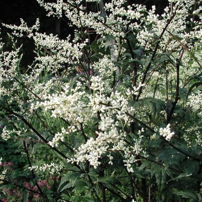 6x Artemisia lactiflora 'Guizhou' Pot 9x9cm - Prachtige vaste plant voor in de tuin
