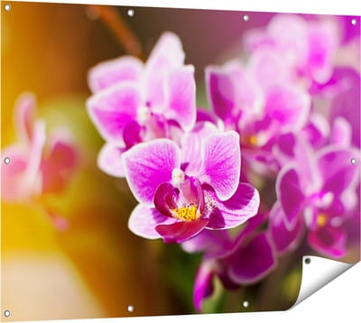Gards Tuinposter Paarse Orchidee Bloemen - 120x90 cm - Tuindoek - Tuindecoratie - Wanddecoratie buiten - Tuinschilderij
