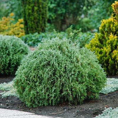 Plants Online BV - Planten - Haagplanten - Coniferen - Set van 1 - Thuja occidentalis 'Globosa'