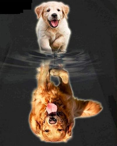 Allernieuwste.nl® Canvas Schilderij Puppy, Later als ik Groot ben! - Dierposter Pup - kleur - 40 x 50 cm