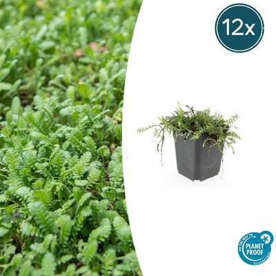 Tuinplantenshop.com | Leptinella squalida | 12 stuks - Ø9cm - 10-25cm hoog - Tuinplant