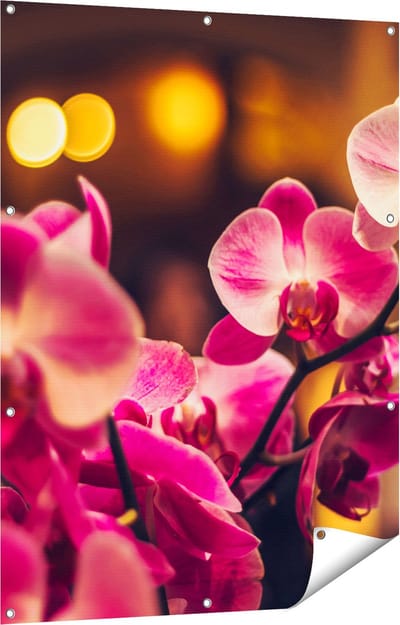 Gards Tuinposter Roze Orchidee Bloemen - 90x120 cm - Tuindoek - Tuindecoratie - Wanddecoratie buiten - Tuinschilderij