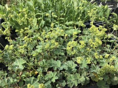 6 x Alchemilla erythropoda - Vrouwenmantel - P9 Pot (9 x 9cm) - Dima Vaste Planten
