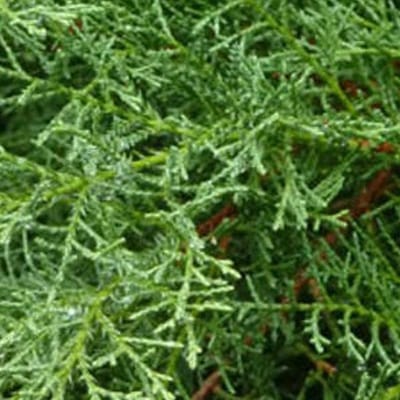 Juniperus Pfitzeriana 'Wilhelm Pfitzer' - Jeneverbes 25-30 cm in pot