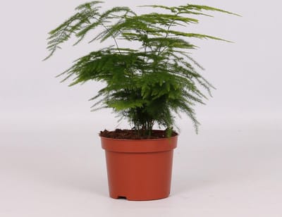 Plantenboetiek.nl | Asparagus Setaceus - Ø12cm - 28cm hoog - Kamerplant - Groenblijvend