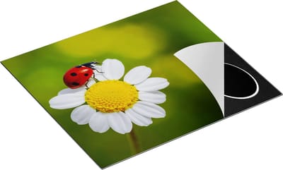 Chefcare Inductie Beschermer Lieveheersbeestje op een Madeliefje - 60x50 cm - Afdekplaat Inductie - Kookplaat Beschermer - Inductie Mat