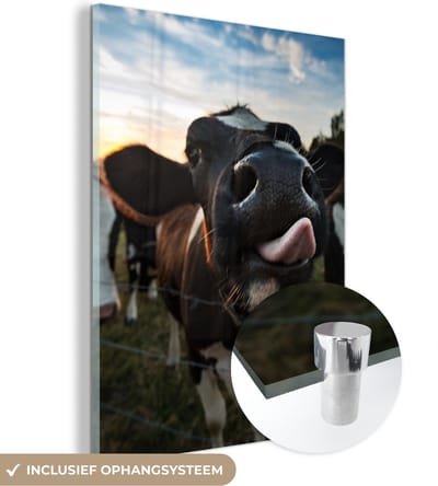 MuchoWow® Glasschilderij 30x40 cm - Schilderij acrylglas - Koe - Dieren - Natuur - Uitstekende tong - Foto op glas - Schilderijen