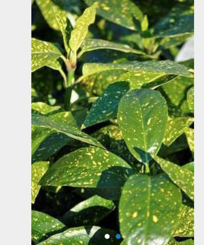 Aucuba japonica 'Variegata' - Boordboom, Bonte Japanse Broodboom