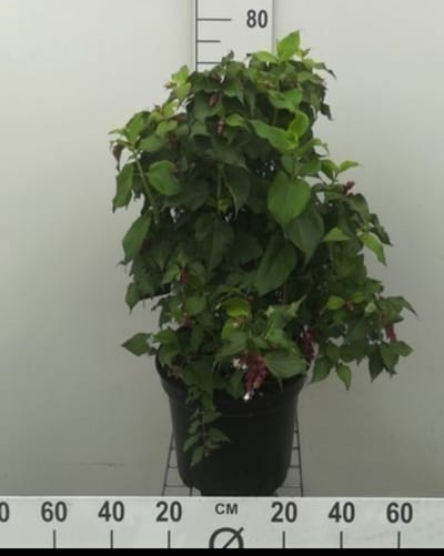 Leycesteria form. 'Purple Rain' - Fazantenbes, Karamelbes, Grootmoeders Oorbel 40- 50 cm in pot