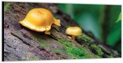 Dibond –Twee Paddenstoelen op Boomstam– 200x100 Foto op Aluminium (Met Ophangsysteem)