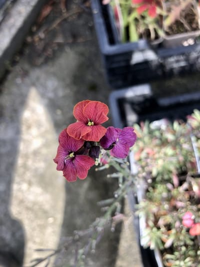 6x Steenraket, muurbloem - Erysimum hybr. 'Constant cheer' | 9x9 cm pot