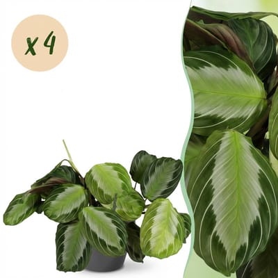 Plantenboetiek.nl | Maranta Fascinator Silverband - Gebedsplant - Huisdiervriendelijke Plant - Groen - 4 Planten - met Potter Grijs - Ø12cm - 25cm hoog - Kamerplant - Arrangement - Plant met pot