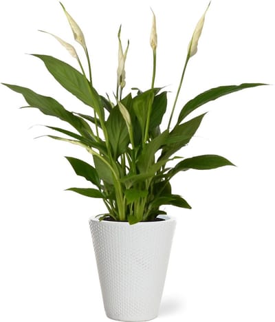 Spathiphyllum kamerplant in sierpot Elma - Wit - Luchtzuiverende Lepelplant - 35-50cm - Ø13 - Met keramieken bloempot - vers uit de kwekerij