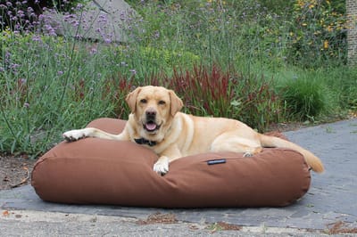Dog's Companion - Hondenkussen / Hondenbed mokka extra small - XS - 55x45cm