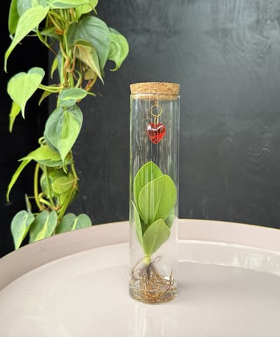 Intenz With Love | Hydroponie | Tubes | plant in glas | Clusia Princess