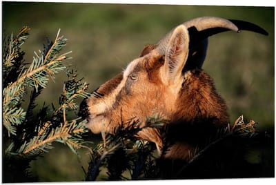 Dibond - Bruine Bok met Takken - 90x60cm Foto op Aluminium (Wanddecoratie van metaal)