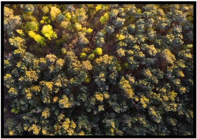 Poster Bos - 30x40cm met Fotolijst – Natuur Poster – Ingelijst