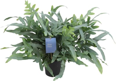 Plantenboetiek.nl | Phlebodium Aureum Blue Star - Ø17cm - 40-50cm hoog - Kamerplant - Groenblijvend