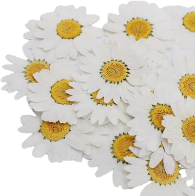 Gedroogde Bloemen - Natuurlijke Decoratie - Hars Ambachten - Echte Madeliefjes - 2.5-3.5 cm - Wit