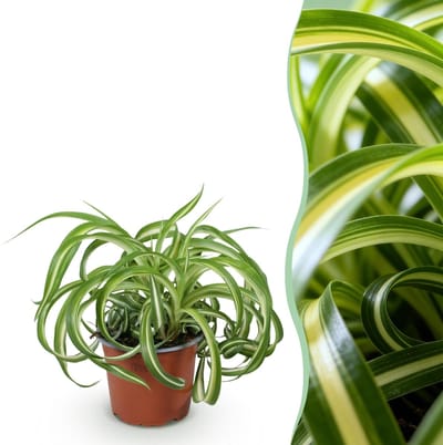 Green boutiQ - Kamerplant - Chlorophytum comosum Bonnie - Krullende Graslelie - Huisdiervriendelijke Plant - Groen - 1 Plant - Pot 12cm - Hoogte 20cm