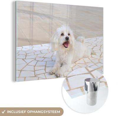 ® Glasschilderij 180x120 cm - Schilderij acrylglas - Een Maltezer hond ligt op een pad - Foto op glas - Muurdecoratie woonkamer - Wanddecoratie slaapkamer - Schilderijen