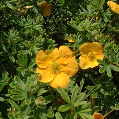 Potentilla Fruticosa 'Tangerine' - Struikganzerik:Heesterganzerik 20-25 cm pot