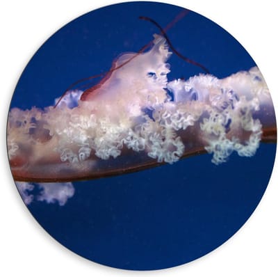 Dibond Wandcirkel - Kwal in Water - 80x80cm Foto op Aluminium Wandcirkel (met ophangsysteem)