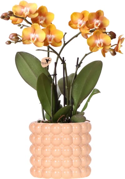 Kolibri Orchids | Las Vegas orchidee oranje/geel + Poppy Peach sierpot – potmaat Ø12cm | bloeiende kamerplant – vers van de kweker