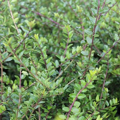24 x Kamperfoelie 'Elegant' - Lonicera nitida 'Elegant' pot 9x9cm, voor 3m² : De veelzijdige haagmirte met glanzend blad.