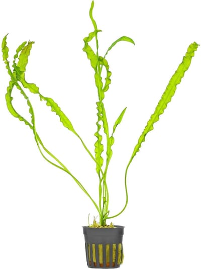 Moerings Aponogeton Longiplumulosis | Bolplant | in 5 cm pot
