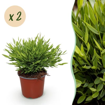 Plantenboetiek.nl | Bamusa Pogonatherum Monica - Bamboegras - Huisdiervriendelijk - Groen - 2 Planten - Ø12cm - 30-35cm hoog - Kamerplant - Groenblijvend