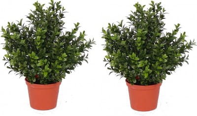 Kunstplant Buxus - 2x - groen - in pot - 31 cm - Kantoor/huiskamer - nep/namaak planten