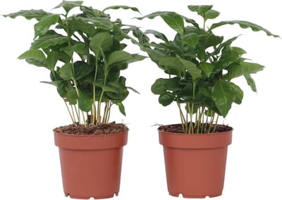 Plant in a Box - Set van 2 Coffea Arabica - Koffieplant - Kamerplant - Struik - Pot 12cm - Hoogte 25-40cm