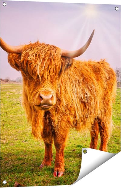 Gards Tuinposter Bruine Schotse Hooglander Koe - Kleur - 60x80 cm - Tuindoek - Tuindecoratie - Wanddecoratie buiten - Tuinschilderij