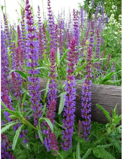 Bosalvia (Salvia Nemorosa) - Bossalie Caradonna - (Driepack) - Vaste planten - Bijen-Vlinders - Snijbloemen - Voorjaarsbollen - bloeit in Mei / Juni