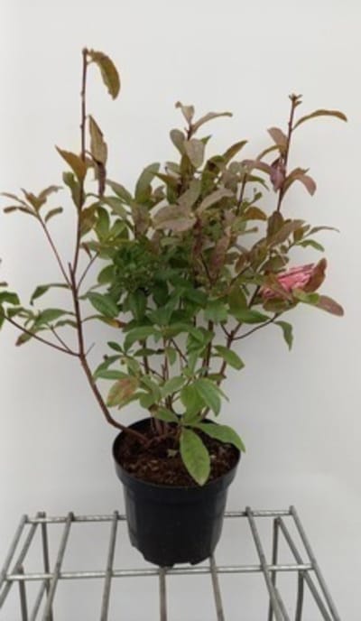 Azalea mollis (roze) - Tuinazalea 40 - 50 cm in pot