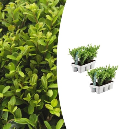 Tuinplantenshop.com | Ilex crenata 'Jenny' | 12 stuks - Ø7cm - 15cm hoog - Tuinplant