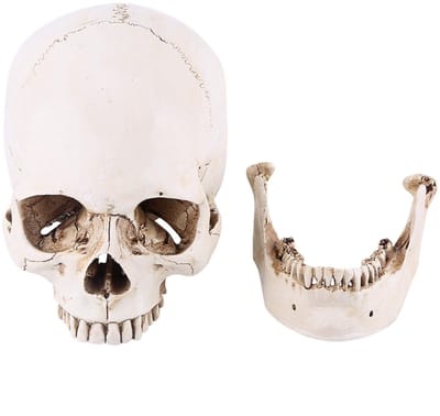 Dailygoods- Schedel Replica 1:1 Levensgroot - Anatomisch Model - Medisch Model - Hars - Halloween Decor - Menselijk Hoofd