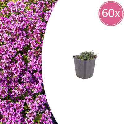 Tuinplantenshop.com | Thymus praecox 'Coccineus' | 60 stuks - Ø9cm - 10-25cm hoog - Tuinplant