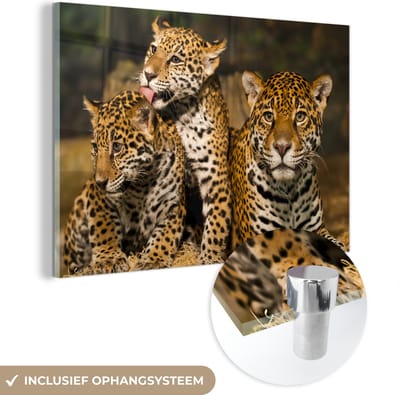 MuchoWow® Glasschilderij 60x40 cm - Schilderij acrylglas - Luipaard - Wilde dieren - Natuur - Foto op glas - Schilderijen
