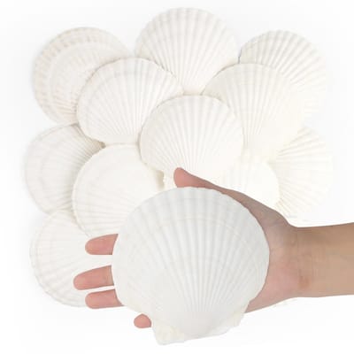 16 stuks Sint-jakobsschelpen, natuurlijke zeeschelpen, 10 cm - 12 cm, witte sint-jakobsschelpen, grote zeeschelpen voor ambachten, bruiloftsdecoratie, strandthemafeest, aquarium en