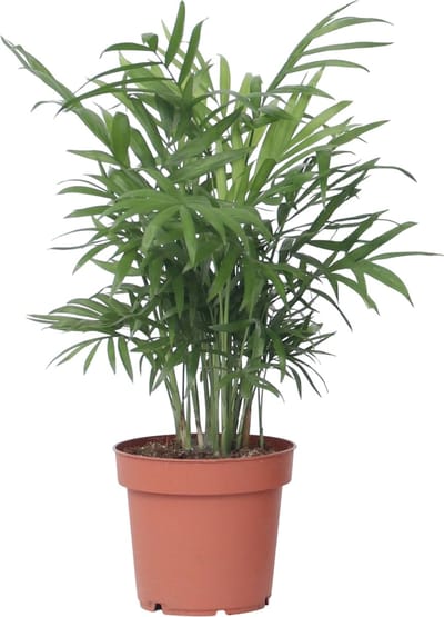 Plant in a Box - Dwergpalm - Chamaedorea elegans - Hoogte 30-40cm - Pot 12cm - Kamerplant - Groen