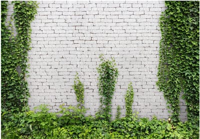 Fotobehangkoning - Behang - Vliesbehang - Fotobehang Klimop - Creeping ivy - 400 x 280 cm