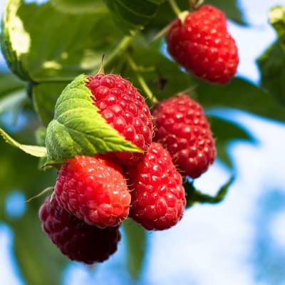 Dailygoods- Framboos - Hoogte 1,5 tot 2 m - Potplant - Bloei mei tot augustus - Overvloedige productie - Ideaal voor jam en gebak - Fruitplant