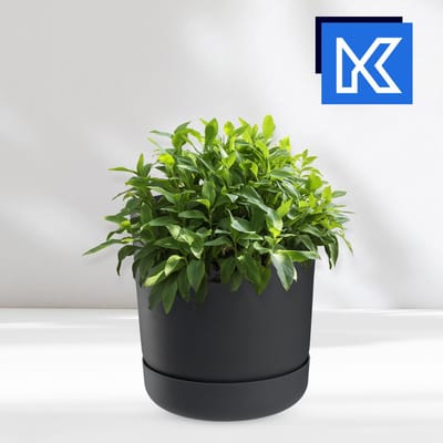 KADAX Bloempot met onderzetter, kunststof plantenpot, minimalistische plantenbak, decoratieve pot voor bloemen, cactussen en kruiden (13 cm, antraciet)