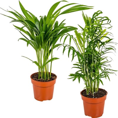 Bloomique - Set van 2 - Dypsis & Chameadorea - Palm - Kamerplanten - Luchtzuiverend - Diervriendelijk - Hoogte 30-40 cm - Pot 12 cm