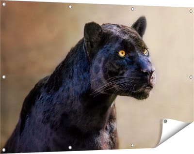 Gards Tuinposter Zwarte Panter met Oranje Ogen - 120x80 cm - Tuindoek - Tuindecoratie - Wanddecoratie buiten - Tuinschilderij