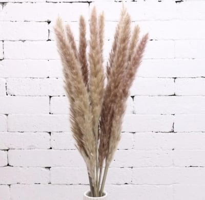 Without Lemons - Pampas pluimen – Natuurlijke tint - 15 stuks – Pampas gras – 70 cm – Droogbloemen – Cortaderia – Droogbloemen boeket – Pampasgras  - Decoratie - Beige